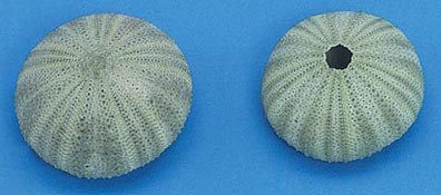 2" Bag of 5 Green Sea Urchins