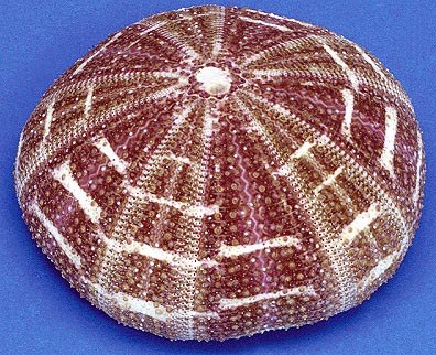 2.75 - 3.5" Alfonso Sea Urchin