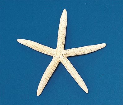 8" - 10" Slender Bleached White Starfish