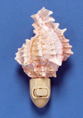 3" x 5" Natural Pink Murex Shell Night Light