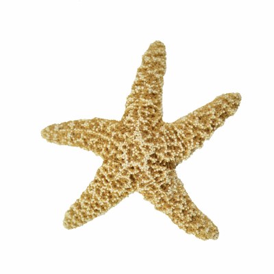 2" - 4" Beige Medium Sugar Starfish