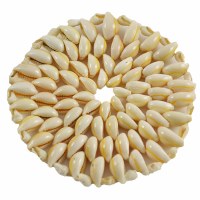 6" Cowrie Shell Placemat
