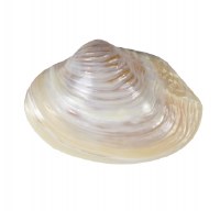 6 - 8" Pink Mussel Shell