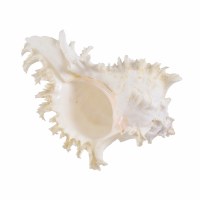 7 - 8" Murex Multiramosus Shell