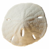 Bag of Three 3" Sand Dollars