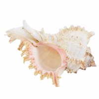 5 - 6" White Natural Murex Ramosus Shell