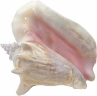 6 - 8" Conch Shell with Back Slot