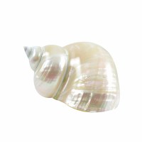 3" - 4" Polished White Pearl Snail Shell