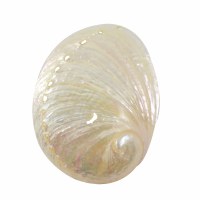 3 - 4" Pearlescent Abalone Shell