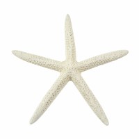 4 - 6" Slender Bleached White Starfish