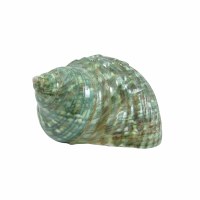 4" Polished Green Snail Shell