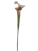 28" Faux Green & Burgundy Artificial Pitcher Plant Spray