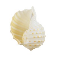 4 - 5" Tonna Tesselata Shell