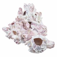 7 - 9" Pink and White Barnacle Cluster