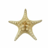 8" - 10" Natural Knobby Starfish