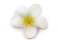 White Foam Plumeria Bloom Hair Clip