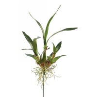 25" Green Artificial Dancing Oncidium Leaves & Roots