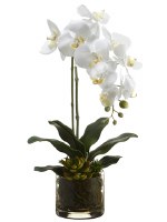 20" Faux White Phalaenopsis & Echeveria in Glass Vase