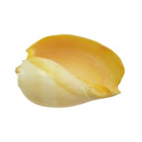 7 - 9" Philippine Melon Shell