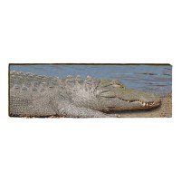 10" x 30" Alligator Sunning Plaque