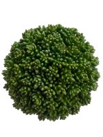 6" Green Succulent Orb