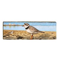 10" x 30" Pipping Plover Plaque