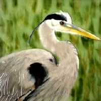 8" Square Great Blue Heron on Green Ceramic Tile