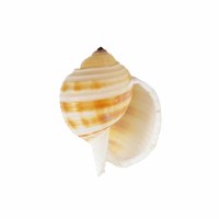 3" - 5" Tonna Sulcosa Shell