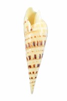 5" -7" Terebra Maculata Shell