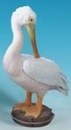 18" White Pelican Preening Figurine