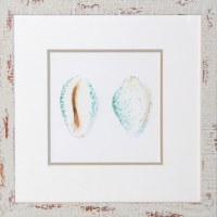 16" x 16" Two White & Blue Cowrie Shells Matted Print Under Glass