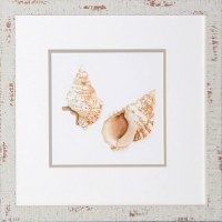 16" x 16" Two White and Tan Fox Shells Matted Print Under Glass