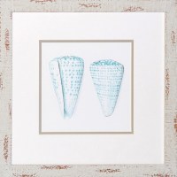 16" x 16" Two White & Blue Cone Shells Matted Print Under Glass