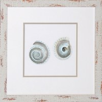 18" x 18" Two Blue Sundial Shells Matted Print Under Glass