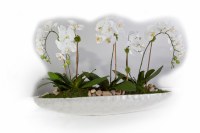 25" Faux Triple White Artificial  Phalaenopsis in Narrow White Capiz Pot