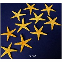 Bag of 10 Natural 2" Philippine Starfish