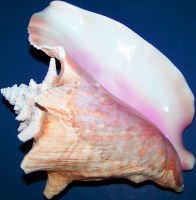 10-12" Large Pink Conch Shell