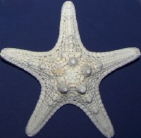 6 - 8" Bleached White Mud Starfish