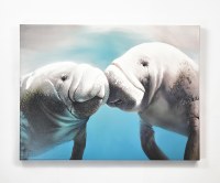 30" x 40" Two Manatees Canvas