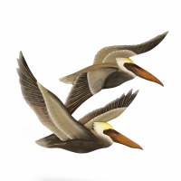 31" Gray Brown Pelican Pair in Flight Carved Wood Plaque