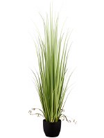 60" Light Green Artificial Reed Grass in Black Pot