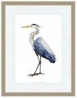 41" x 29" Seabird Heron 1 Framed Print Under Glass