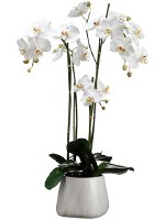 35" Faux White Triple Stem Orchid in White Pot