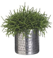15" Faux Green Pencil Cactus in Silver Pot