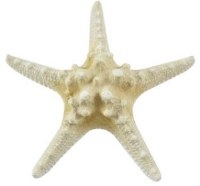 Bag of Three 3" - 4" White Knobby Starfish