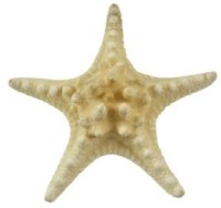 6" - 8" White Knobby Starfish