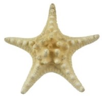 8" - 10" White Knobby Starfish