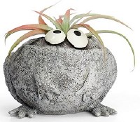 3" Romeo Frog Desktop Planter