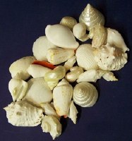 Bag of Mixed White Shells