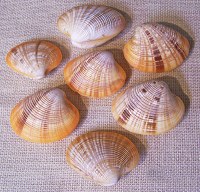 2"-3" Sunset Clam Pairs